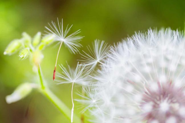 Leichtigkeit der Pusteblume